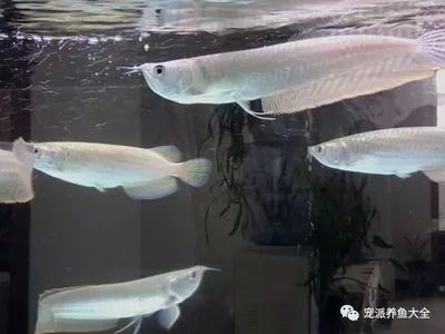 龍魚燈光太強會怎么樣