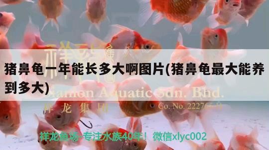 豬鼻龜一年能長(zhǎng)多大啊圖片(豬鼻龜最大能養(yǎng)到多大)