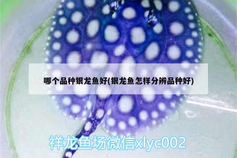 哪個(gè)品種銀龍魚(yú)好(銀龍魚(yú)怎樣分辨品種好)