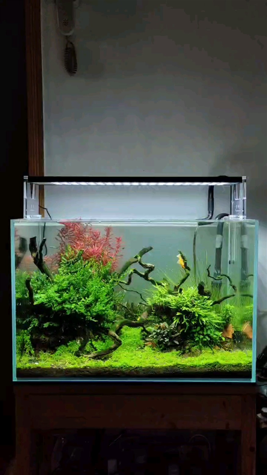 60水草缸