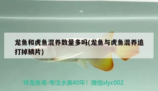 龍魚和虎魚混養數量多嗎(龍魚與虎魚混養追打掉鱗片)
