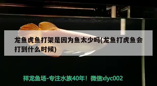 龍魚虎魚打架是因為魚太少嗎(龍魚打虎魚會打到什么時候)