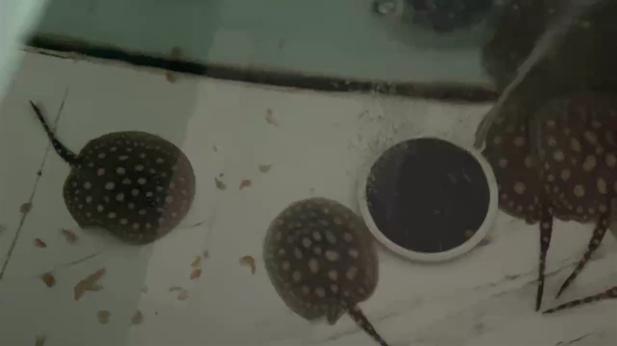 一窩魚兒