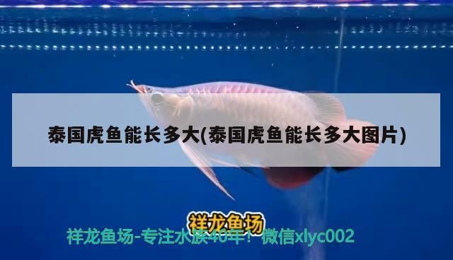 泰國(guó)虎魚能長(zhǎng)多大(泰國(guó)虎魚能長(zhǎng)多大圖片)