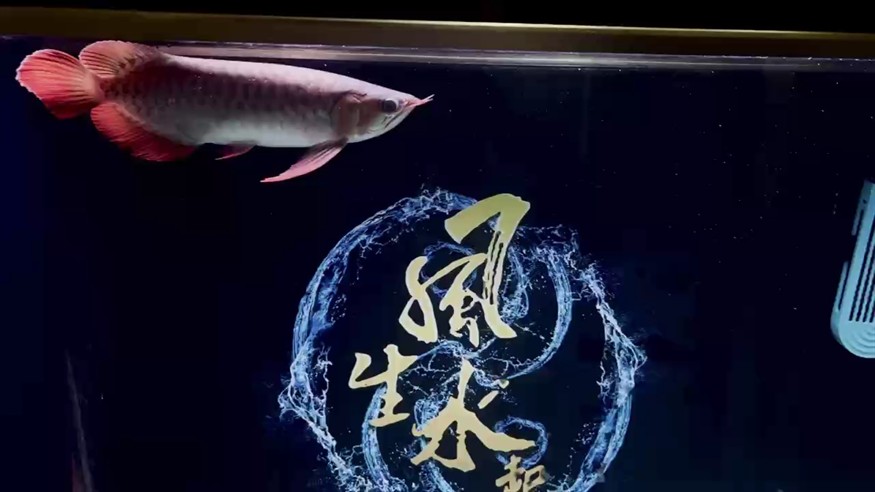 開口。一頓4個小蝦