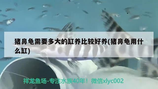 豬鼻龜需要多大的缸養(yǎng)比較好養(yǎng)(豬鼻龜用什么缸)