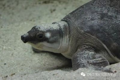 豬鼻龜為什么會掉白色的皮：豬鼻龜脫皮怎么回事