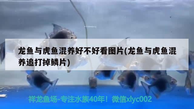 龍魚與虎魚混養好不好看圖片(龍魚與虎魚混養追打掉鱗片)