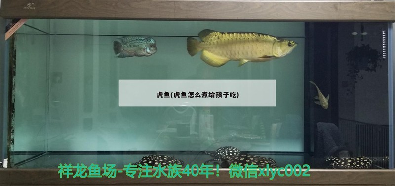 虎魚(虎魚怎么煮給孩子吃)