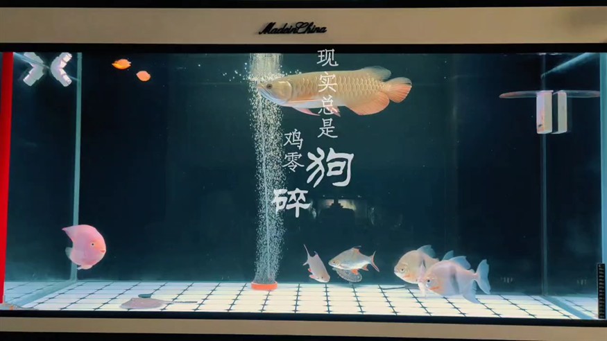 小金龍成長記第 206
