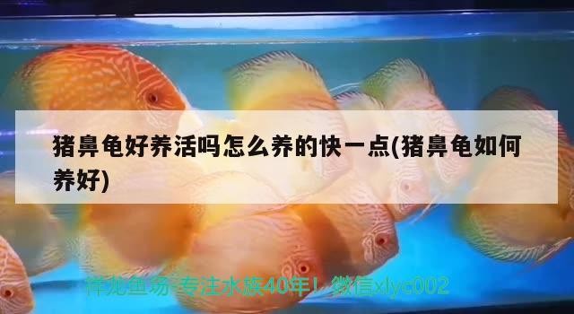 豬鼻龜好養活嗎怎么養的快一點(豬鼻龜如何養好)