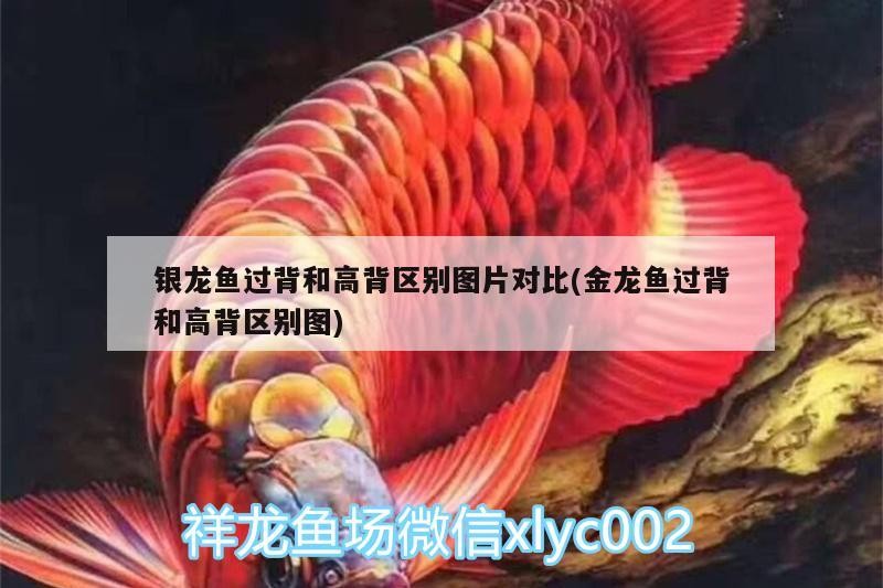 銀龍魚過背和高背區(qū)別圖片對(duì)比(金龍魚過背和高背區(qū)別圖)