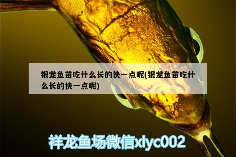 銀龍魚苗吃什么長的快一點呢(銀龍魚苗吃什么長的快一點呢)
