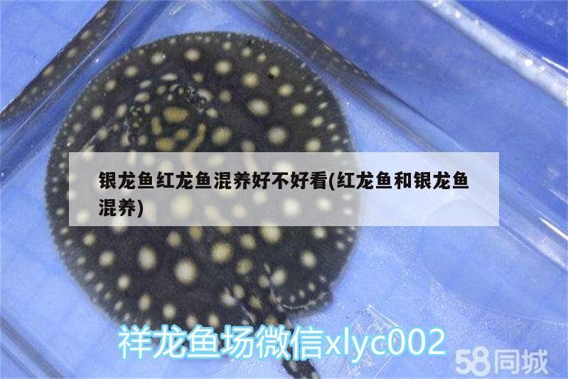 銀龍魚紅龍魚混養好不好看(紅龍魚和銀龍魚混養)