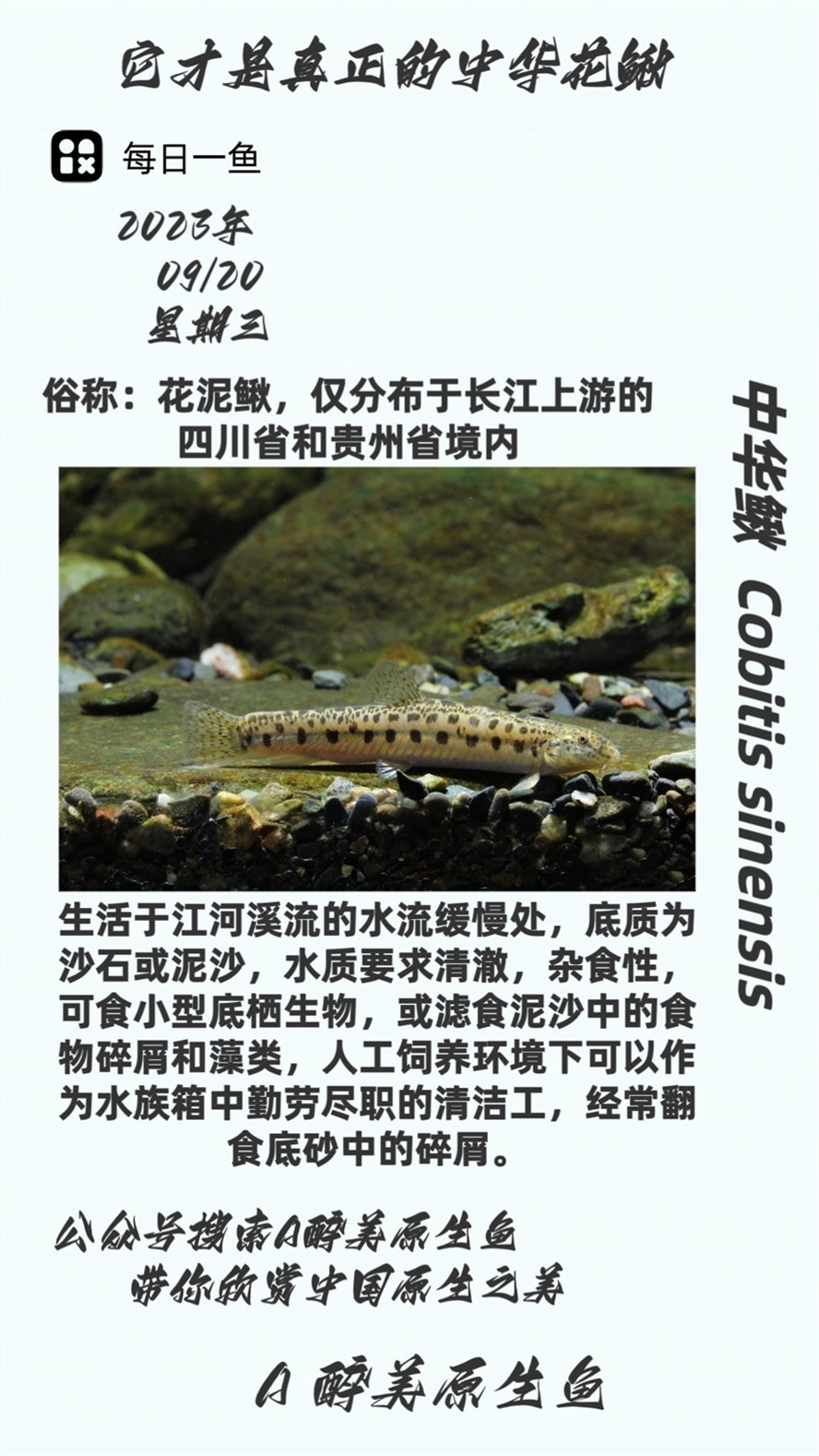 中華鰍