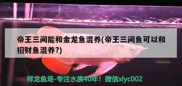 銀龍魚身上有白色絮狀物怎么回事(龍魚身上有白色絮狀物龍魚身上有一層白膜)
