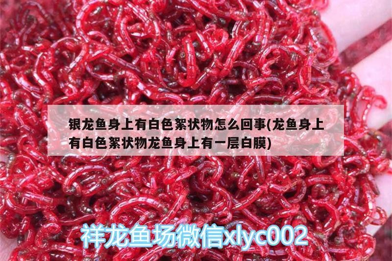 銀龍魚身上有白色絮狀物怎么回事(龍魚身上有白色絮狀物龍魚身上有一層白膜)