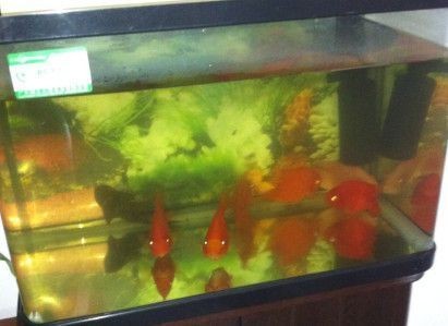 甘井子區金三角市場仁和水族館