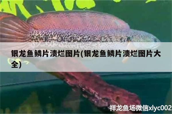 銀龍魚鱗片潰爛圖片(銀龍魚鱗片潰爛圖片大全)