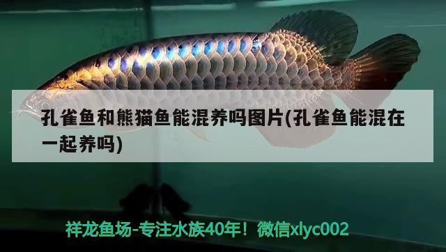 孔雀魚和熊貓魚能混養(yǎng)嗎圖片(孔雀魚能混在一起養(yǎng)嗎)