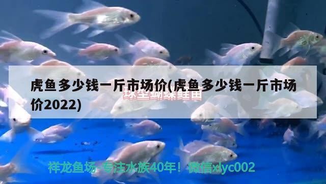 虎魚多少錢一斤市場價(虎魚多少錢一斤市場價2022)