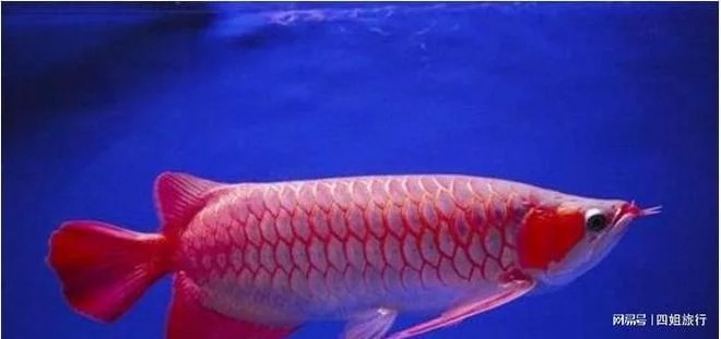 血紅龍魚多少錢一條