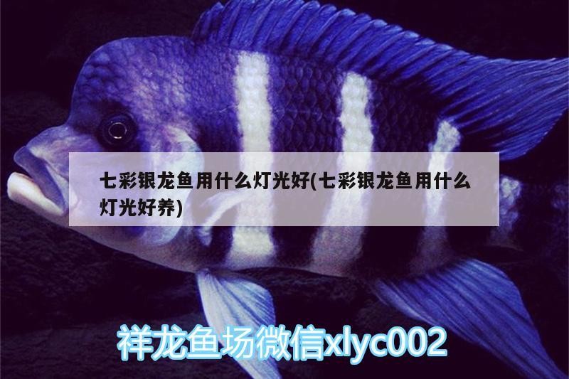 七彩銀龍魚用什么燈光好(七彩銀龍魚用什么燈光好養)