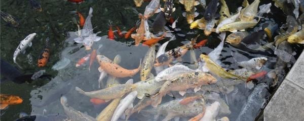 1.2米魚缸一次加多少鹽錦鯉：1.2米魚缸一次加多少鹽錦鯉的作用和作用