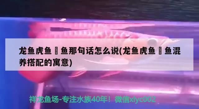 龍魚虎魚魟魚那句話怎么說(龍魚虎魚魟魚混養(yǎng)搭配的寓意)