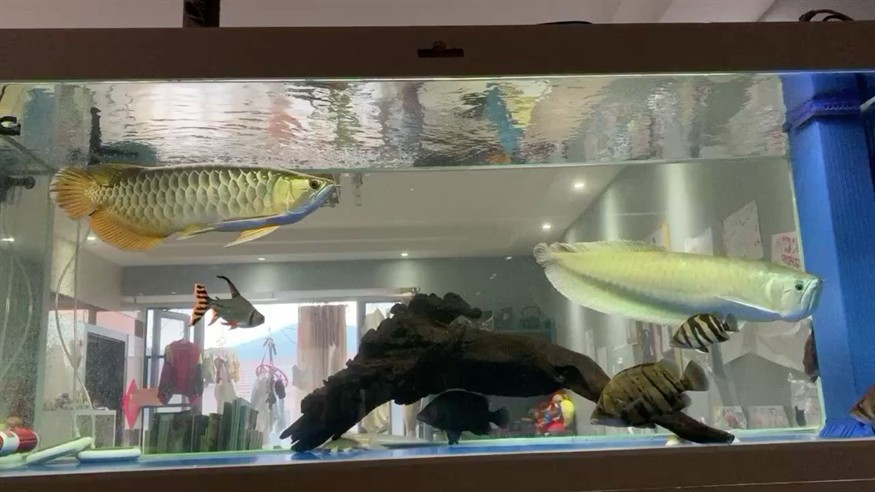 一條小虎魚一個(gè)月了從未黑過(guò)