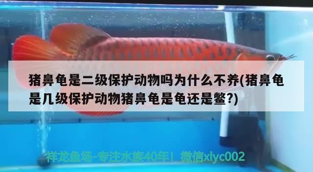 豬鼻龜是二級保護動物嗎為什么不養(豬鼻龜是幾級保護動物豬鼻龜是龜還是鱉?)