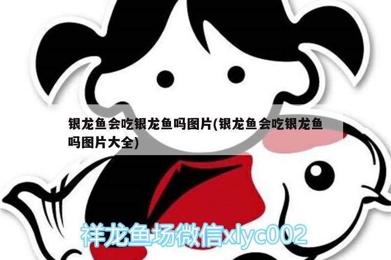 銀龍魚會(huì)吃銀龍魚嗎圖片(銀龍魚會(huì)吃銀龍魚嗎圖片大全)