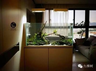 敞口魚缸適合放在室內(nèi)嗎：敞口魚缸應(yīng)該放在室內(nèi)嗎？