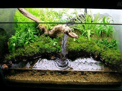 敞口魚缸適合放在室內(nèi)嗎：敞口魚缸應(yīng)該放在室內(nèi)嗎？