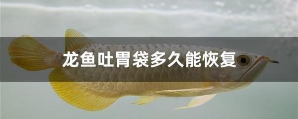 龍魚吃東西少怎么回事兒呀