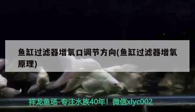 中國最貴的紅龍魚多少錢（中國最貴的紅龍魚多少錢一條）