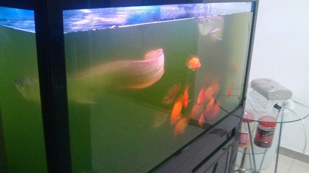 100的魚缸養幾條錦鯉合適：100的魚缸養幾條錦鯉比較合適？