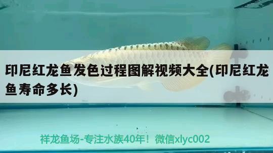 印尼紅龍魚發(fā)色過程圖解視頻大全(印尼紅龍魚壽命多長)