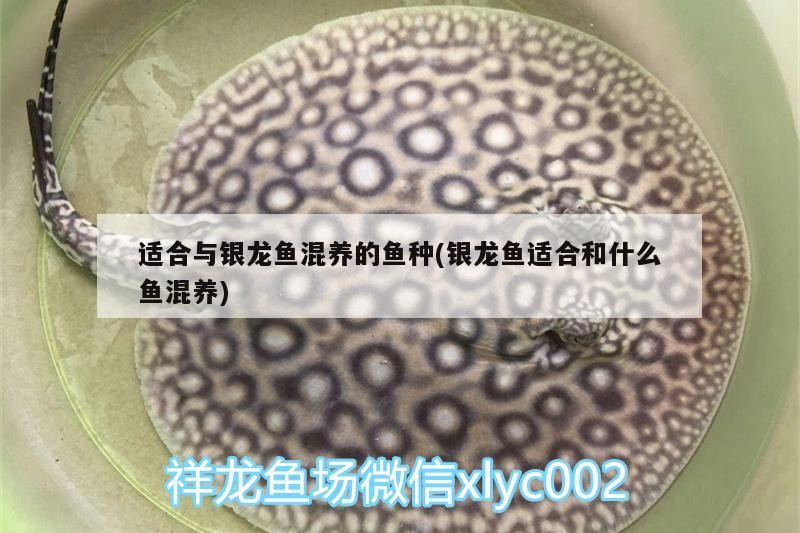 適合與銀龍魚混養的魚種(銀龍魚適合和什么魚混養)