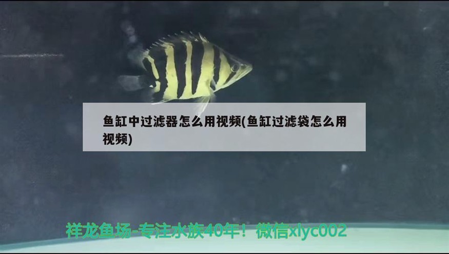 魚缸中過濾器怎么用視頻(魚缸過濾袋怎么用視頻)