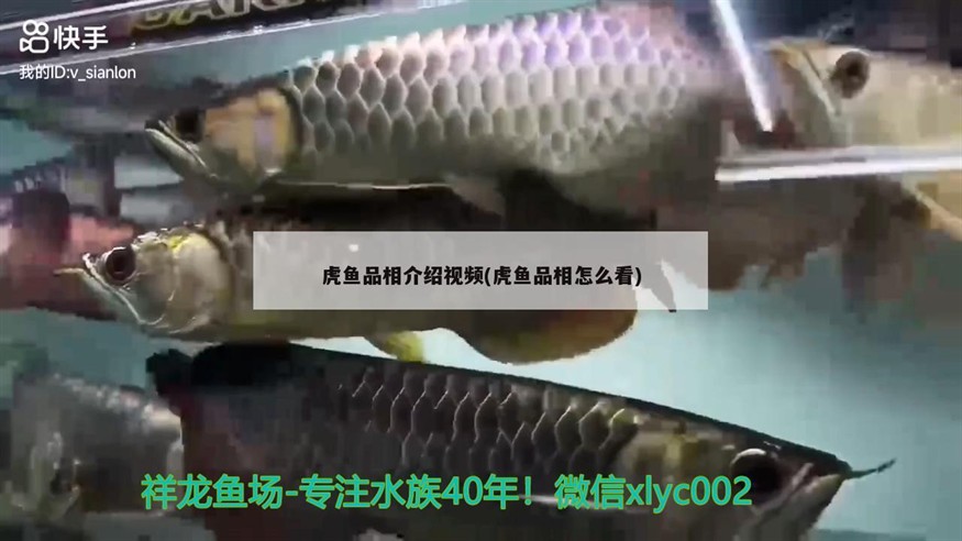 虎魚品相介紹視頻(虎魚品相怎么看)