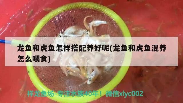 龍魚和虎魚怎樣搭配養好呢(龍魚和虎魚混養怎么喂食)
