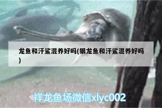 龍魚和汗鯊混養好嗎(銀龍魚和汗鯊混養好嗎)