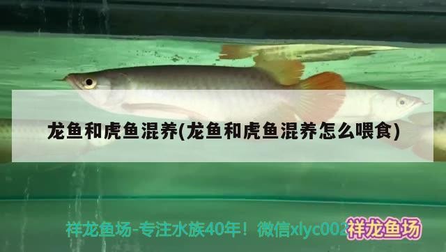 龍魚和虎魚混養(龍魚和虎魚混養怎么喂食)