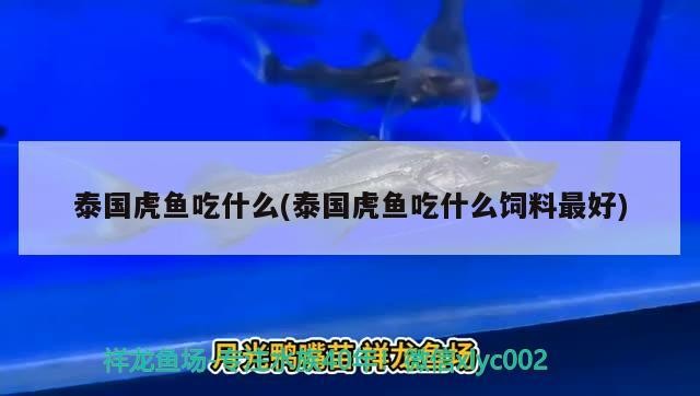 泰國虎魚吃什么(泰國虎魚吃什么飼料最好)
