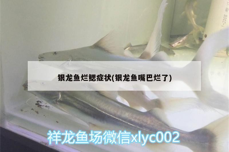 銀龍魚爛鰓癥狀(銀龍魚嘴巴爛了)