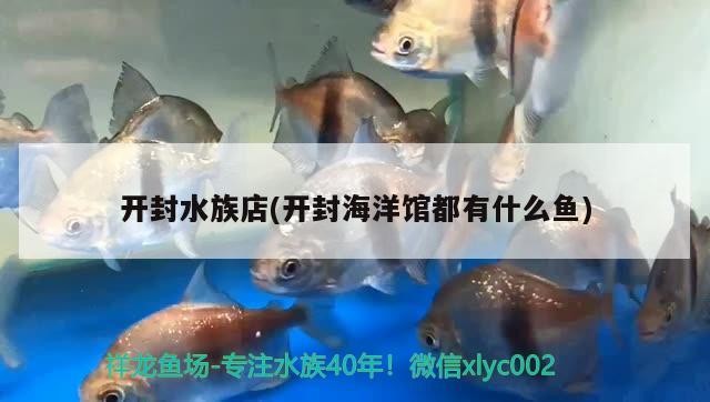 開封水族店(開封海洋館都有什么魚)
