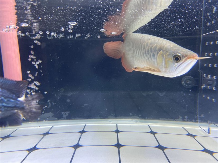 魚友的龍魚掉眼封缸治療第一天