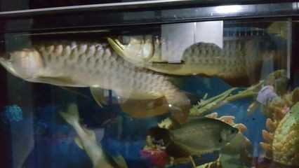 金龍魚(yú)魚(yú)尾裂開(kāi)怎么回事