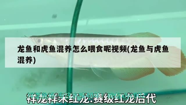 龍魚和虎魚混養怎么喂食呢視頻(龍魚與虎魚混養)